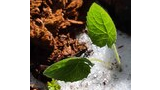 Two bright green leaves emerging from the white snow near rough brown bark