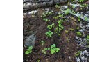 Young green plants and small ferns growing on a forest floor covered with brown needles and scattered patches of melting snow, with a fallen tree branch in the background