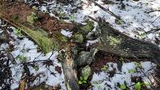 Sunlit forest floor with patches of melting snow, scattered moss-covered logs, small green plants, and brown leaves