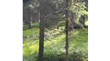 Sunlight filtering through spruce and fir trees onto a green, lush forest floor with small patches of water