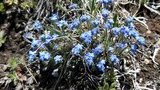 Cluster of small blue alpine flowers with yellow centers growing among dry grass and soil