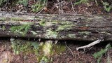a fallen log covered with patches of green lichen and surrounded by evergreen branches and forest floor debris