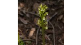 close-up of a small greenish-yellow wildflower with tiny white petals growing from a forest floor covered in brown leaves and twigs