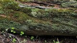 Close-up of a moss-covered fallen tree trunk on the forest floor with small green plants and twigs around it