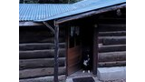 Black and white dog sitting in the open doorway of a rustic log cabin with a tin roof surrounded by trees
