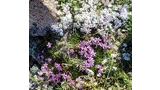 Close-up of small white and purple alpine flowers growing among green moss and lichens on rocky ground