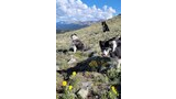 Three dogs on a grassy hillside with yellow wildflowers and a backdrop of mountains under a blue sky with fluffy clouds