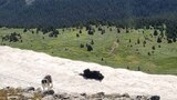 Two dogs on a patch of snow on a mountain slope overlooking a green alpine meadow and dense spruce forest under a clear sky
