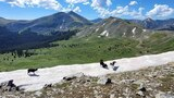 Three dogs on a patch of lingering snow on a mountain slope with green alpine meadows and forested hills under a partly cloudy blue sky