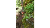Delicate red and yellow columbine flowers growing on a moss-covered rock in a shady spruce and fir forest