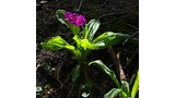 bright magenta alpine flowers with broad green leaves growing on forest floor with scattered twigs and patches of sunlight