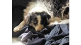 curly black and white dog resting with its head down on dark fabric in soft natural light