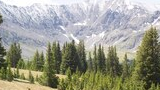 Snow-dusted mountain range behind a forest of green spruce and fir trees under a clear sky