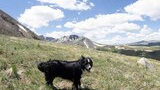 Black and white dog standing on grassy alpine slope with scattered wildflowers under a partly cloudy blue sky and snow-capped mountains in the distance