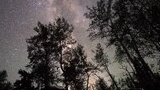 silhouettes of tall trees against a starry night sky with the Milky Way visible