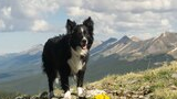 Black and white dog standing on a rocky grassy mountain slope with distant mountain peaks under a partly cloudy sky
