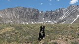 Black and white dog sitting in a meadow with scattered purple wildflowers and rocky mountains with patches of snow under a blue sky with small clouds