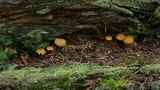Small yellow mushrooms growing on a moss-covered fallen log in a forest floor with pine needles and cones