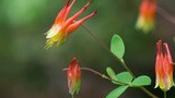 Delicate red and yellow columbine flowers hanging from thin stems with green leaves against a softly blurred natural background