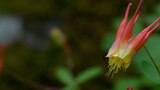 Close-up of delicate red and yellow alpine flowers with blurred green foliage and forest floor in the background