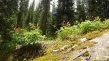 Rocky forest floor with patches of moss and green plants topped with small red flowers, surrounded by tall evergreen trees under bright sunlight