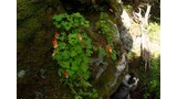 Bright red columbine flowers growing on and around a moss-covered boulder in a dense spruce and fir forest with a black and white dog resting next to the boulder