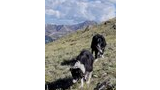Two black and white dogs walking on a grassy alpine hillside with scattered rocks and yellow wildflowers, under a blue sky with large fluffy clouds and mountains in the distance