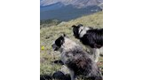 Two black and white dogs sitting on grassy alpine terrain with rocky patches, with distant mountain peaks under a partly cloudy sky in the background