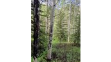 Sparse aspen grove with green undergrowth and a few spruce trees, showing some aspen trunks with dark burn scars