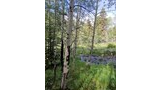 A dense forest scene with tall, slender aspen trees and a small stream winding through grassy undergrowth, with a dog partially visible near the right side among the greenery