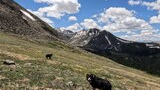 Two dogs standing on a grassy alpine slope dotted with wildflowers, with snow patches on distant mountain peaks under a partly cloudy blue sky