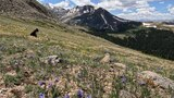 wildflowers blooming on a sloping alpine meadow with a black dog sitting among the flowers and snow-capped mountains under a partly cloudy sky in the background