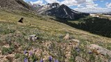 grassy alpine meadow dotted with purple wildflowers and scattered rocks, with a black and white dog sitting in the distance and snow-capped mountains under a partly cloudy sky