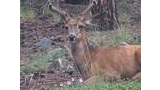 Young buck with velvet antlers lying on the forest floor among pine needles, rocks, and green plants with small purple flowers