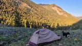 Small tent pitched on grassy rocky terrain with a black and white dog walking nearby and forested mountains illuminated by golden sunlight in the background
