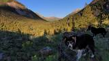 Two black and white dogs standing on a grassy mountain slope with yellow wildflowers, surrounded by forested mountains under a clear blue sky