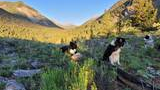 Three black and white border collies sitting on rocky grass near a brown tent with sunlit green mountains and blue sky in the background