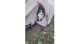 black and white dog with blue eyes sitting inside the partially open door of a beige and maroon tent pitched on rocky ground with green plants and yellow flowers nearby