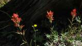 three red wildflowers growing near the base of a large tree trunk with green foliage and a small yellow flower nearby