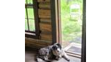 Curly-coated dog with blue eyes lying on the floor inside a rustic cabin near an open door leading to a grassy yard with a white folding chair