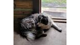 Black and white dog with curly fur lying on the floor near the open door of a wooden cabin looking to the side