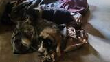 Two dogs lying close together on a pile of jackets and blankets on a concrete floor inside a rustic room