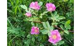 Cluster of small pink wildflowers with yellow centers surrounded by green leaves and grass
