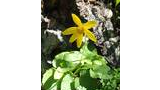 Single yellow wildflower with several petals growing among green leaves and plants by a textured tree bark in sunlight