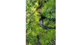 Small clear forest stream surrounded by bright green moss, ferns, and other vegetation under a fallen log