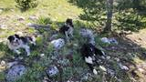 Three black and white dogs resting on a grassy and rocky forest floor with pine trees in the background