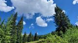 green pine trees on a forested mountain slope under a blue sky with scattered white clouds