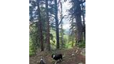 Two black and white dogs standing on a forest floor surrounded by tall pine trees with a view of mountain ridges in the background under a partly cloudy sky