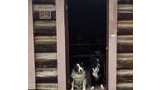 Two border collies sitting at the open doorway of a rustic log cabin