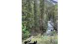 Two black and white dogs standing on a grassy slope beside a flowing stream, surrounded by dense green pine trees and forested mountains under a cloudy sky